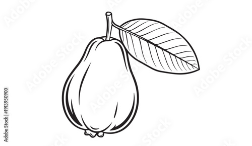 Guava Fruit Outline with Leaf on Stem, Simple Vector Illustration