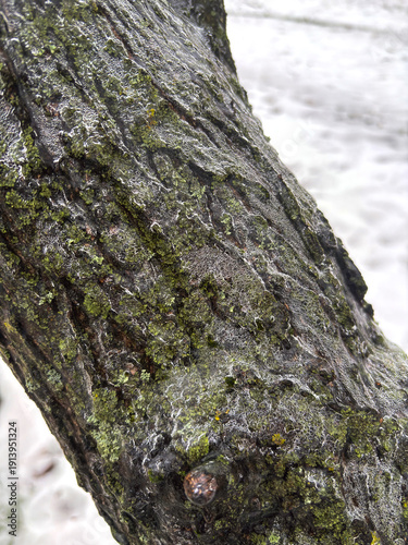 Frozen spruce branches covered with ice after winter rain, detailed evergreen texture, natural cold weather background, seasonal nature close-up macro