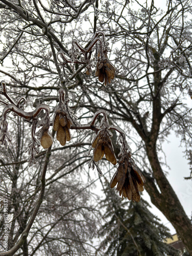 Frozen spruce branches covered with ice after winter rain, detailed evergreen texture, natural cold weather background, seasonal nature close-up macro