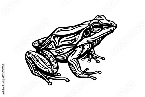 A detailed illustration of a frog showcasing intricate details and natural features isolated on transparent background, isolated on white background, Vector