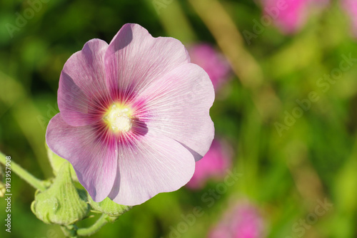 Canvastavla タチアオイの花