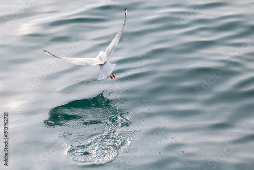Fotografie Seagull landing on blue sea water with wings spread and reflection wildlife action nature scene