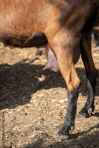 Close-up photo of a goat's udder. Topic: dairy production, animal husbandry, animal care, agriculture