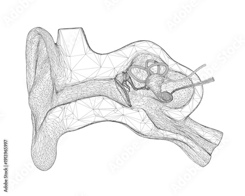 A detailed black and white wireframe drawing reveals the intricate internal structure of the human ear.
