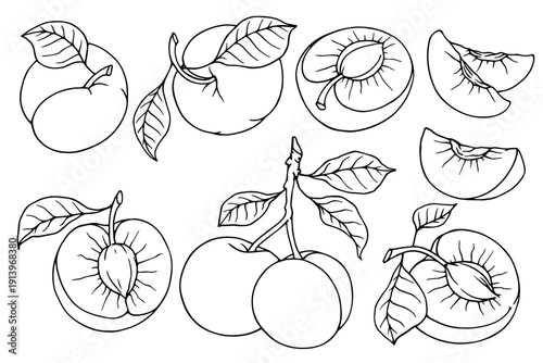 A collection of sketches of seasonal fruits and plums and fruit slices. Simple vector elements.