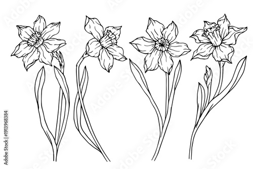 A set of sketches of spring daffodils. Vector botanical elements.