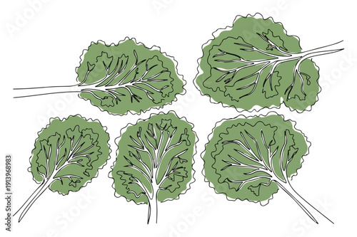 Green leafy branches set, organic kale vegetable or lettuce leaves illustration, fresh garden plant line art vector, healthy food design elements
