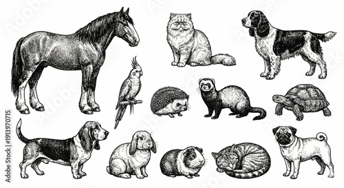 Collection of Hand Drawn Domestic and Wild Animals.