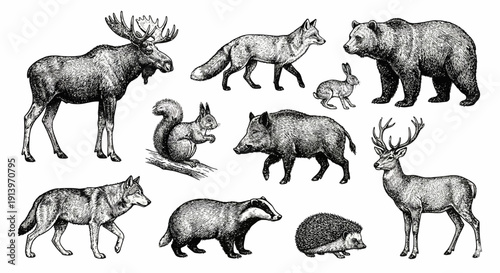 Collection of Wild Animals Including Mammals and Forest Creatures.