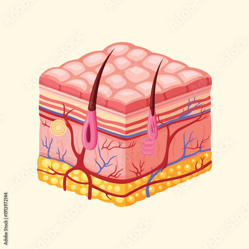 Cross section of human skin layers showing epidermis dermis hypodermis and hair follicle for dermatology and medical education concepts.