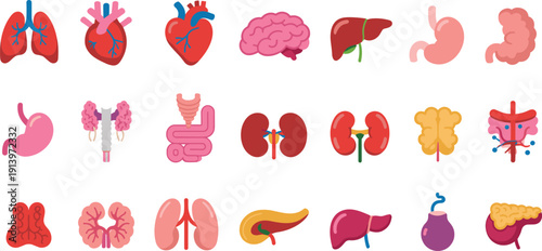 Human internal organs icon set illustration featuring lungs, liver, stomach, kidneys, intestines and pancreas, medical anatomy symbols for healthcare education, biology and hospital design.