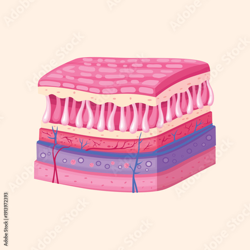 Cross section of human skin layers showing epidermis dermis and subcutaneous tissue for dermatology and medical education concepts.