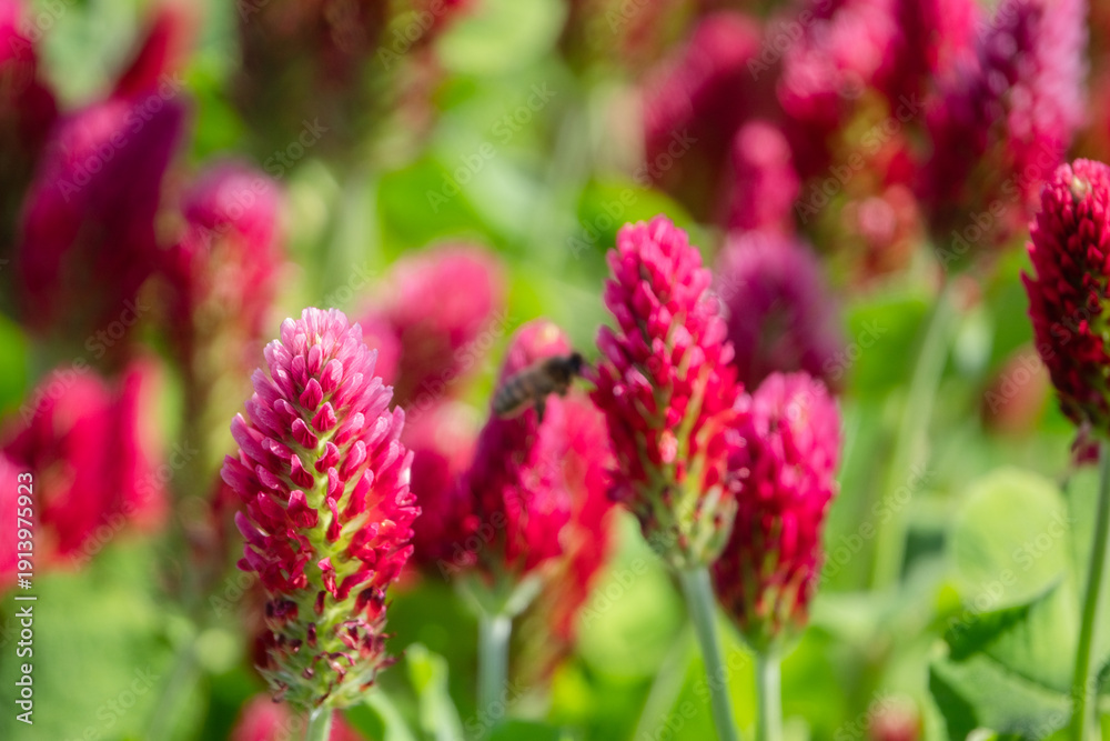 Fototapeta premium einzelne Blüten mit Fliege roter Klee