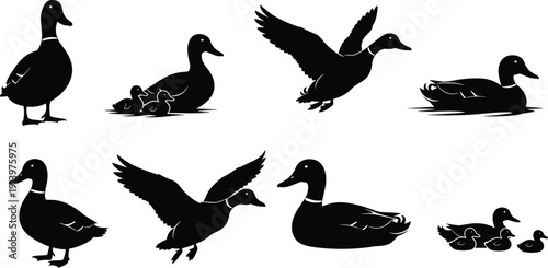 Set of duck silhouettes in standing, swimming, flying, and family poses, waterfowl wildlife collection, nature animal icons isolated on white background illustration