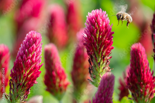 Inkarnatklee Blüte und Biene fliegend