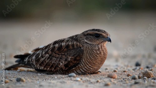 Wildlife bird resting on gravel terrain in natural outdoor environment from a close-up viewpoint