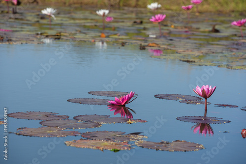 pink lotus flower