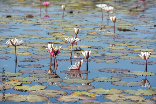 pink flamingos in the pond