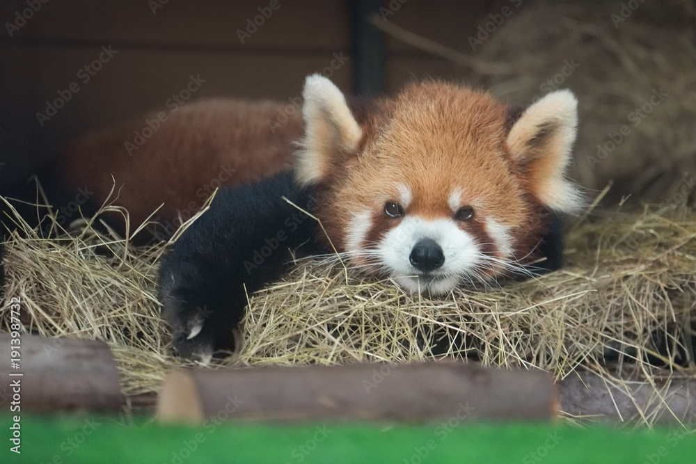 Obraz premium red panda