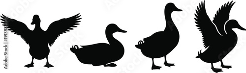 Duck Silhouette Vector Set Featuring Flying Sitting and Standing Waterfowl Poses Isolated Black Bird Illustration Collection