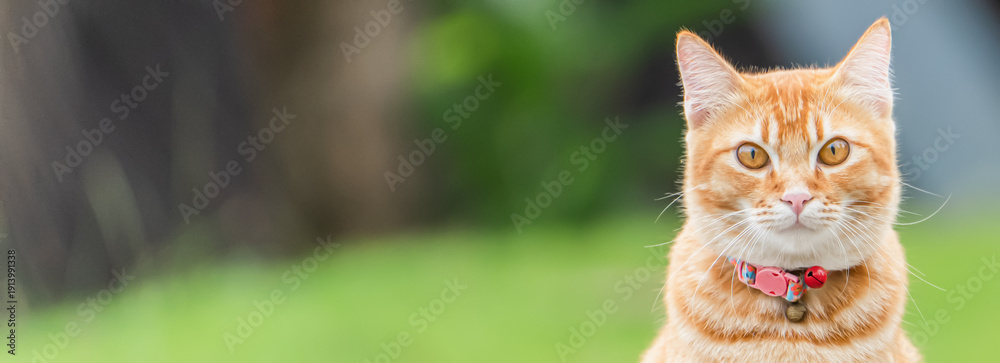 Fotografia A ginger tabby cat rests outside on grass