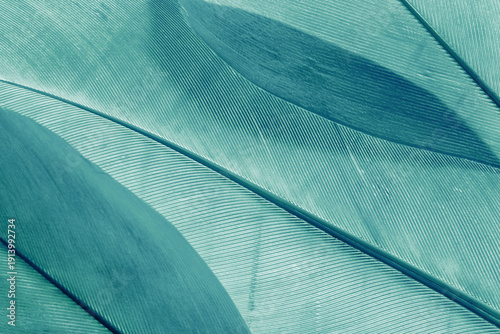 Fotografie Aesthetic nature closeup pattern from bird feathers, natural texture as organic background, wallpaper, backdrop, design concepts