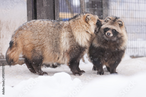 Raccoon dog 