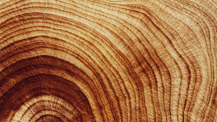 Macro banner of wood timber of juniper tree rings, natural geometric pattern, abstract nature background. Natural wooden organic textures, monochrome brown beige gradient color, earthy tones, above