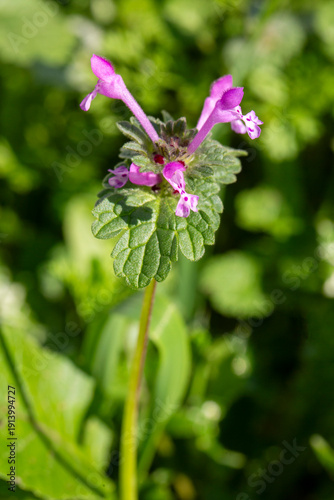 Lamium Purpureum. Spring pu...