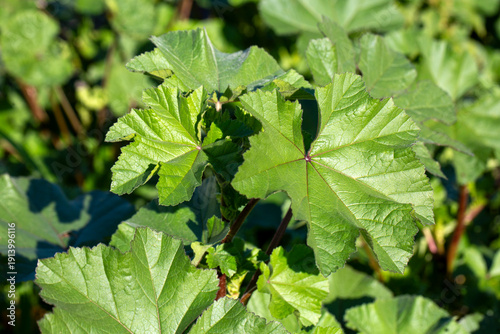 Malva sylvestris. Common Ma...