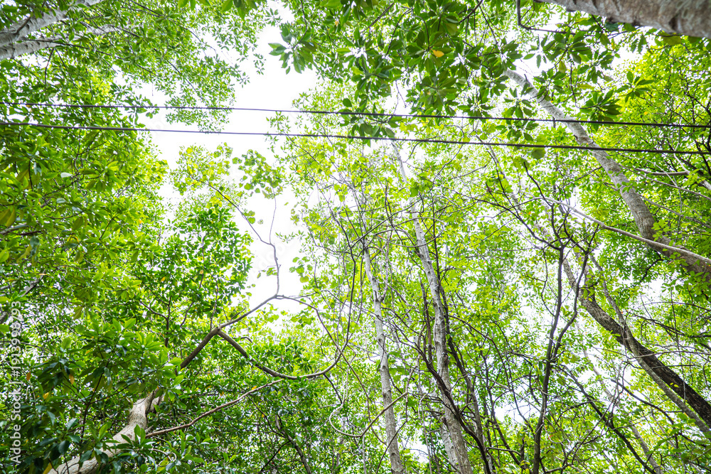 Fototapeta premium Tropical green mangrove tree forest sea island