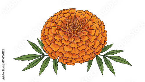 Vibrant orange marigold flower with green leaves, isolated on white.