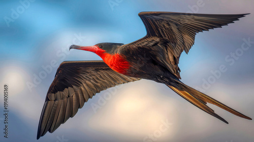 Frigatebird in flight