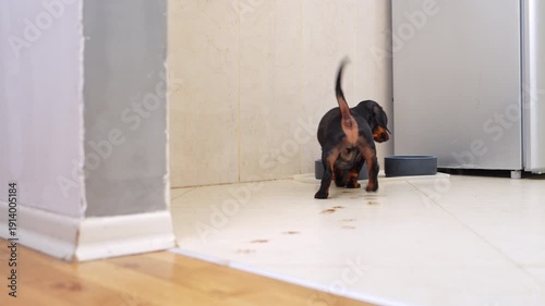 A tiny black and tan dachshund runs across the white tile floor near the doorway toward bowls of food and water in a bright, wood-paneled home, leaving paw prints.