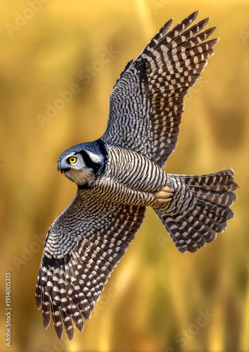 Northern hawk owl flying