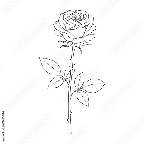 Elegant line drawing of a rose on a slender stem with leaves and buds, botanical illustration style.