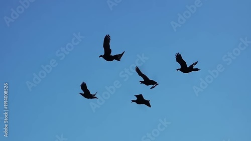 A flock of birds flying in the clear blue sky.