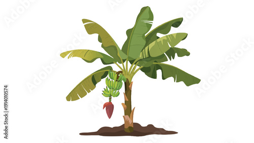 A cartoon illustration of a banana plant with green leaves and fruit