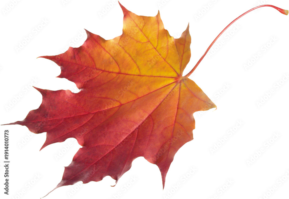 Obraz premium autumn maple leaf