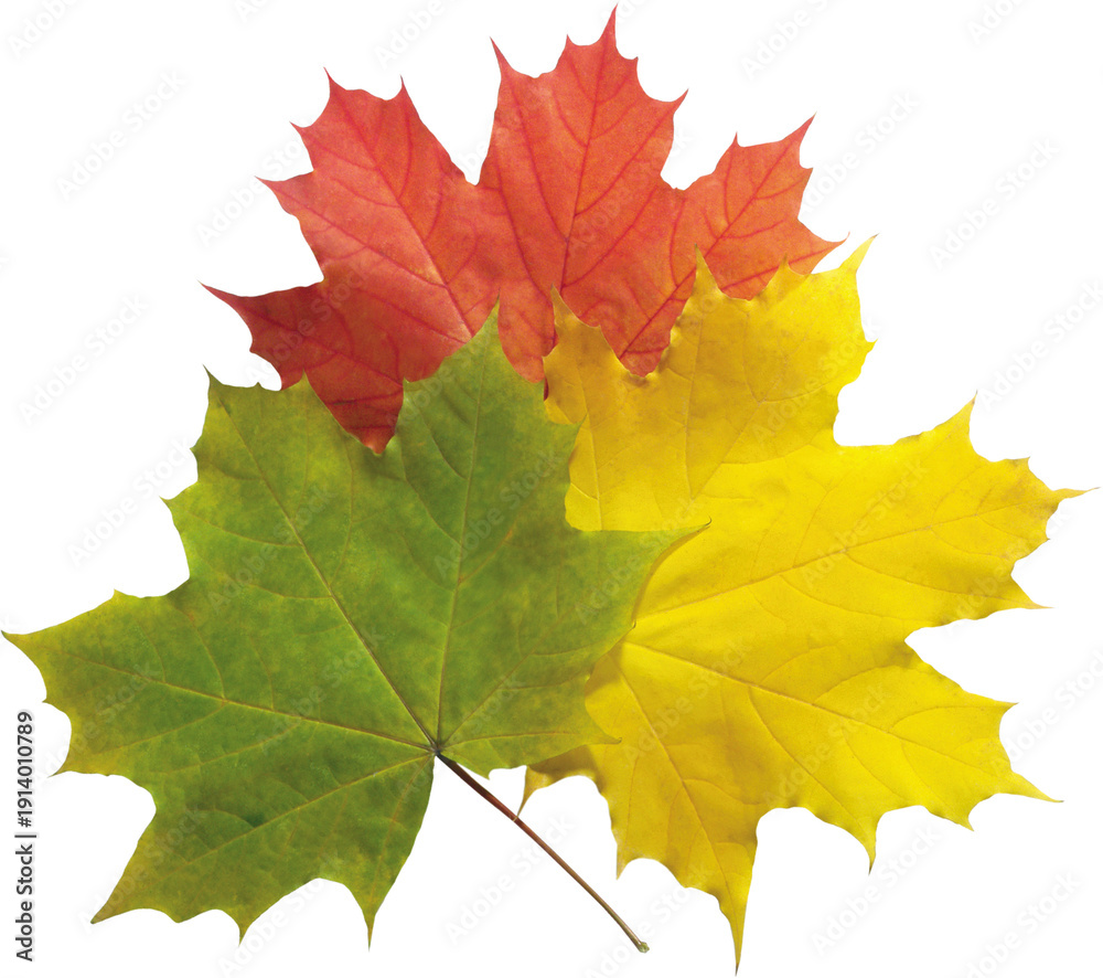 Obraz premium autumn maple leaf