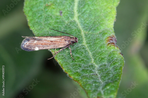 Εκτύπωση καμβά Dusky groundling, Aroga velocella a moth of the family Gelechiidae