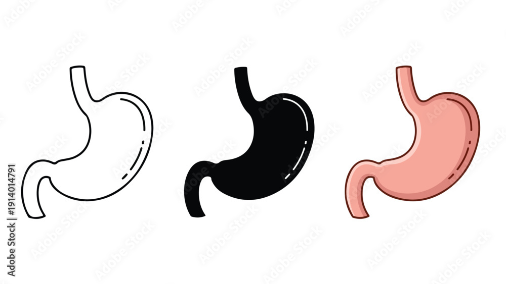 Fototapeta premium Human stomach anatomy stages flat design vector illustration - Flat Design Icon. line icon set - Icon vector - Blue icon vector. Clipart. Icon collection - Line and glyph solid icon and logo template