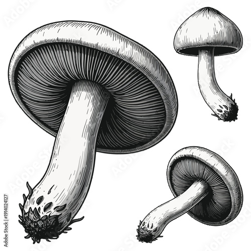 A detailed illustration showcasing the intricate structure of various mushroom species.