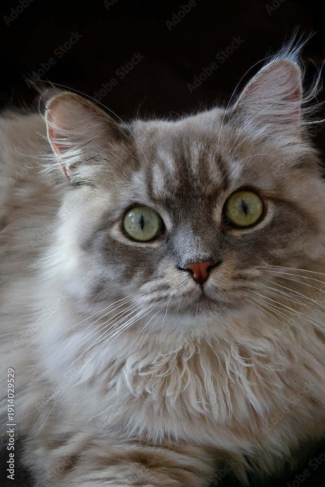 Fototapeta premium Close-up portrait of fluffy gray longhair cat with striking green eyes