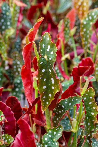 Begonia Maculata plants in ...