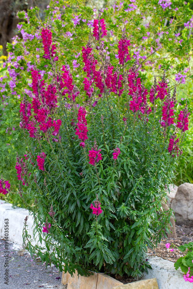Obraz premium Antirrhinum is a plant genus belonging to the Plantaginaceae family.