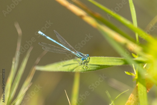 blaue Azurjungfer im Gras
