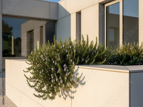 Rosemary plant contrasting with modern architecture elements showcase