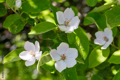 Cydonia oblonga tree flower...