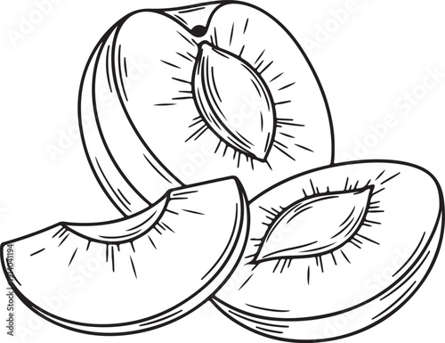 Detailed black and white line art illustration depicts various stages of a fresh ripe plum fruit segmented into halves and a distinct wedge shape showing the inner pit detail prominently